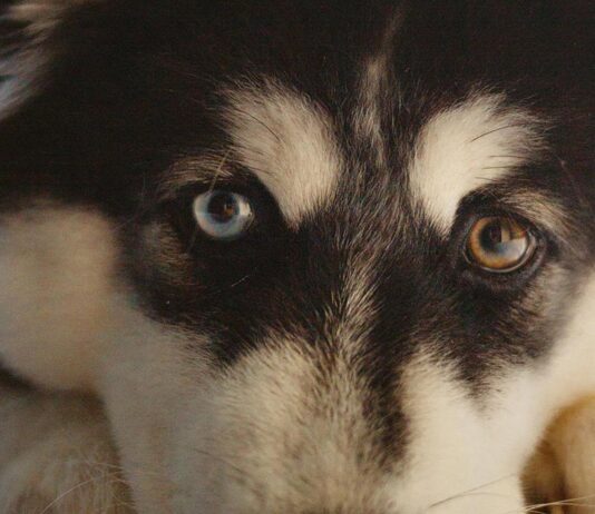 Koiran kivun tunnistaminen, nettiluento