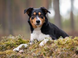 Nettiluento ti 2.6. – MH-luonnekuvaus – kasvattajan ja harrastajan työkalu – Laura Lamminsivu MH-luonnekuvaus luento